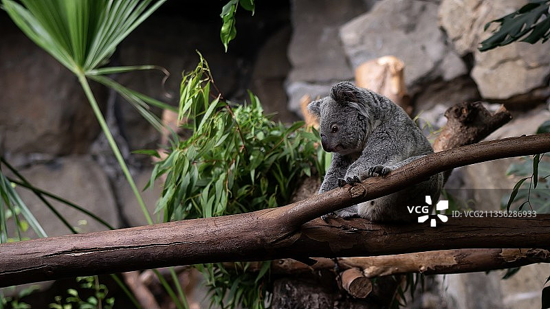 树上的松鼠特写镜头图片素材