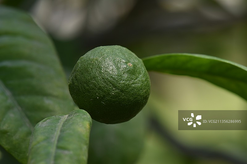树上生长的柠檬特写图片素材