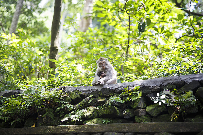 低角度拍摄：印度尼西亚巴厘岛塔巴南县森林中坐在树干上的猴子图片素材