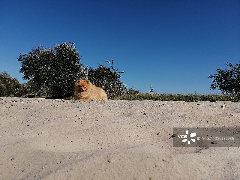 坐在地上的博美犬图片素材