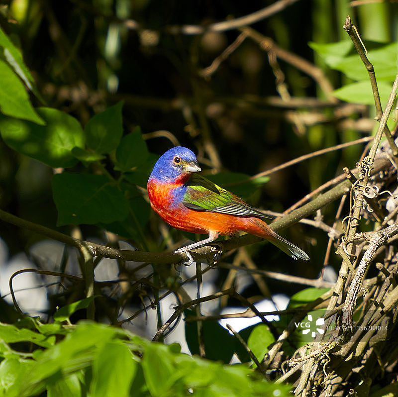 栖息在树枝上的彩绘鹀特写图片素材
