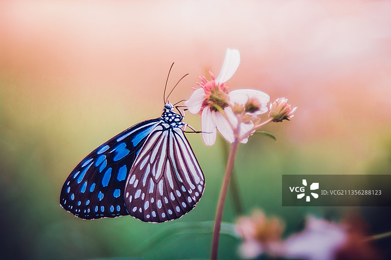 蝴蝶在花上授粉的特写镜头图片素材