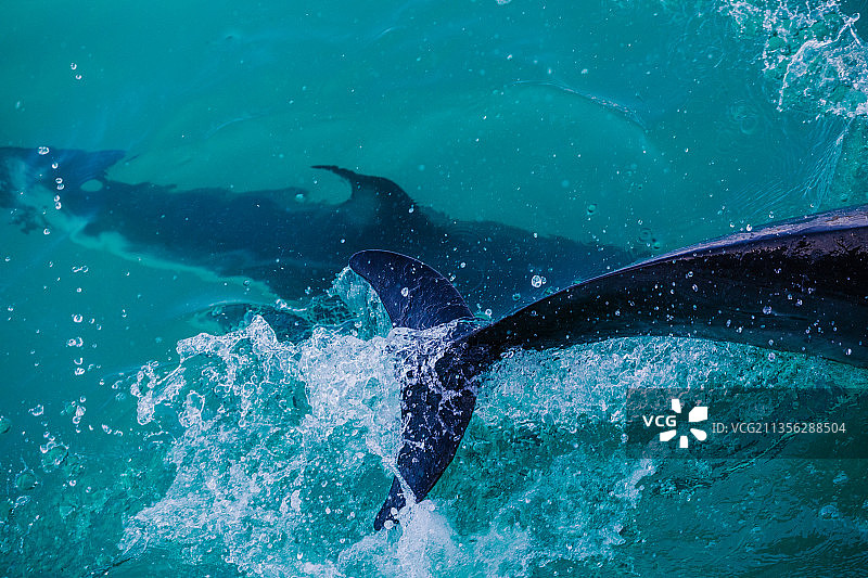 新西兰凯库拉海域游泳的鲸鱼鸟瞰图片素材