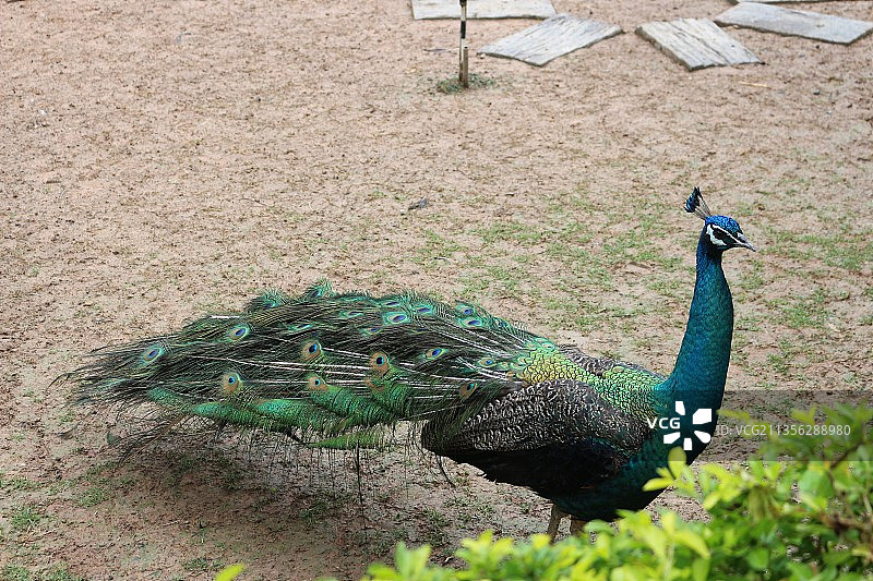 田野上的孔雀特写图片素材