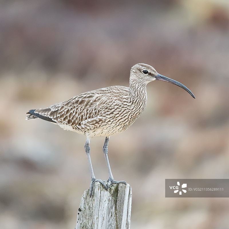 冰岛矶鹬栖息于木桩特写图片素材