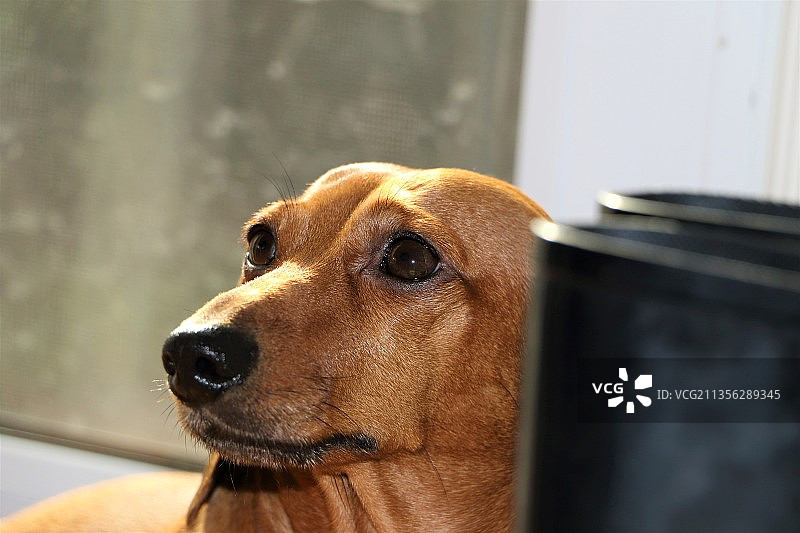 腊肠犬望向远方特写图片素材