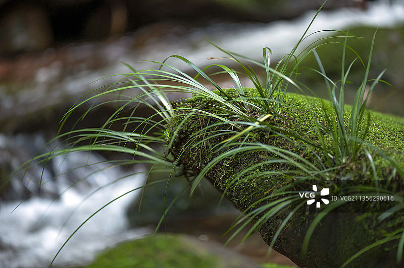 长满青苔的小溪图片素材
