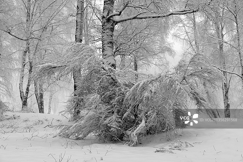 雪地上的树图片素材