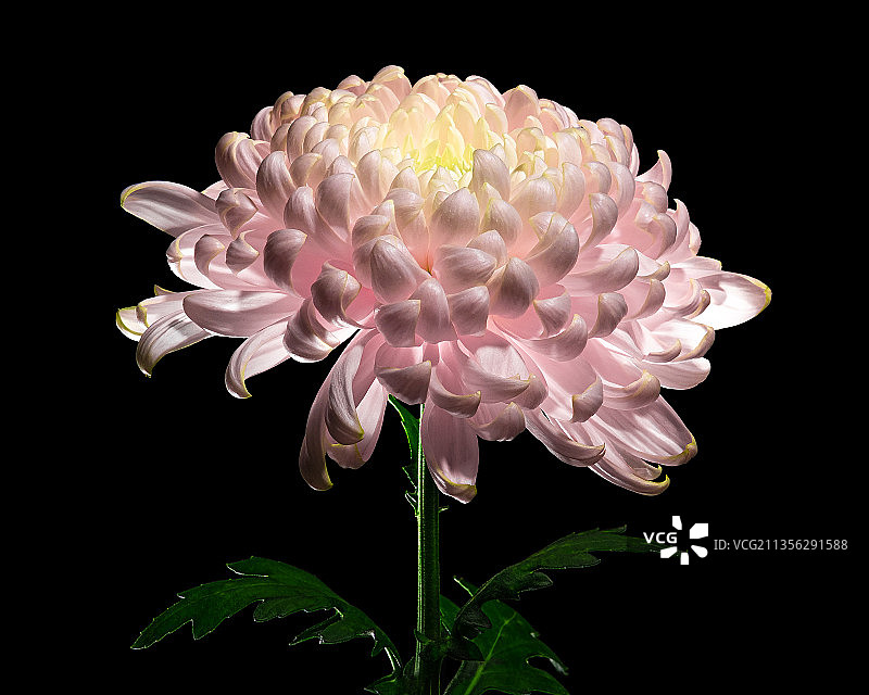 粉红色的花朵在黑色背景下的特写图片素材