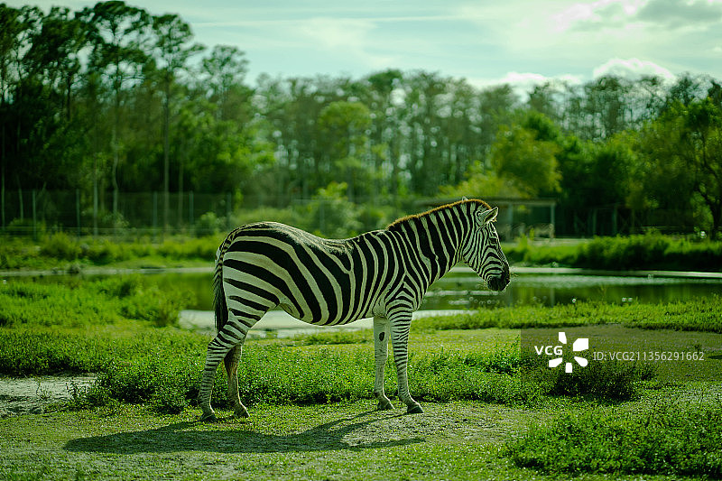 行走在田野上的平原斑马侧面照图片素材