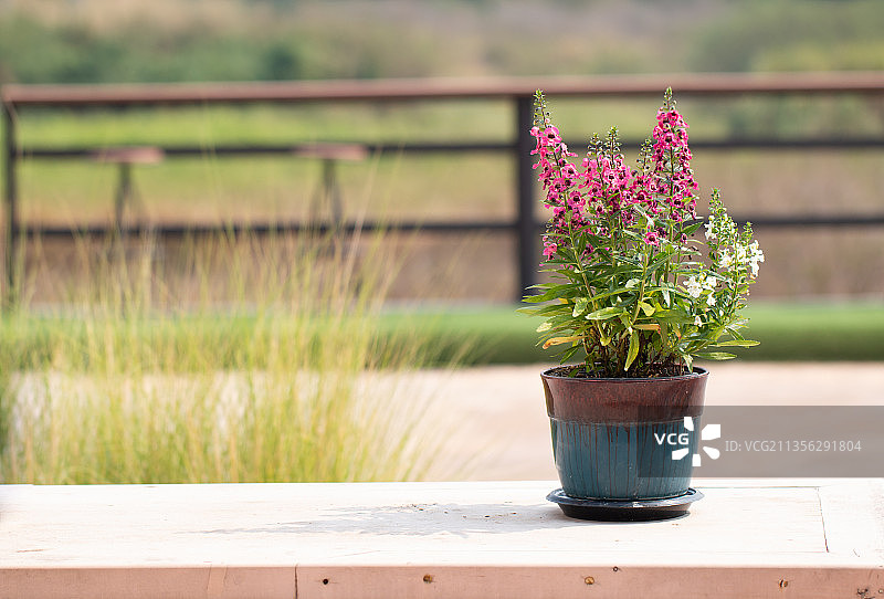 桌上盆栽植物特写图片素材