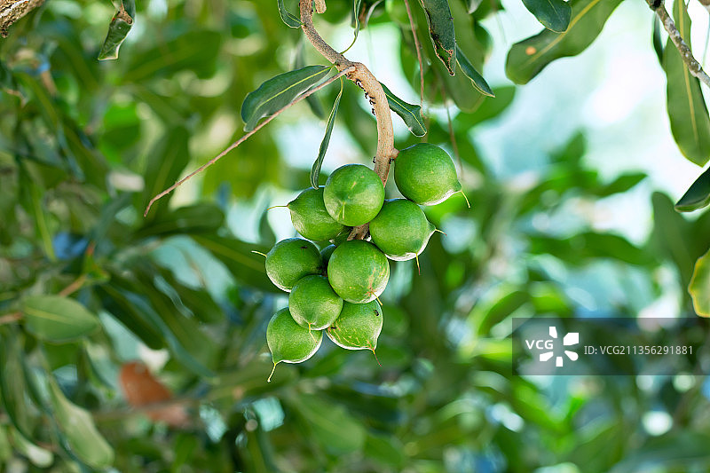 树上果实的特写镜头图片素材