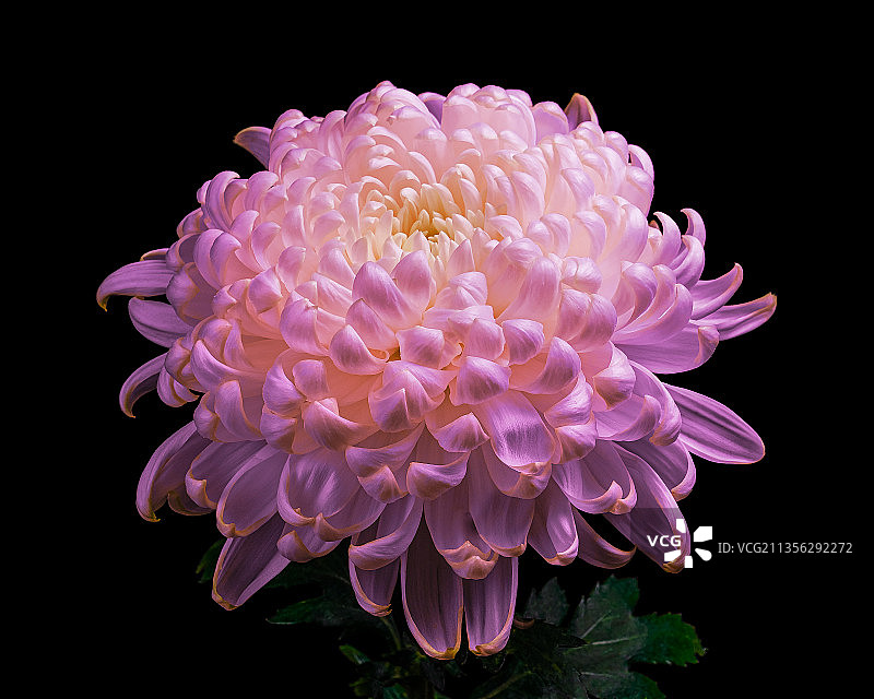 黑色背景下的粉色大丽花特写图片素材