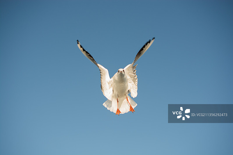 低角度仰望海鸥在晴朗的蓝天下飞翔图片素材