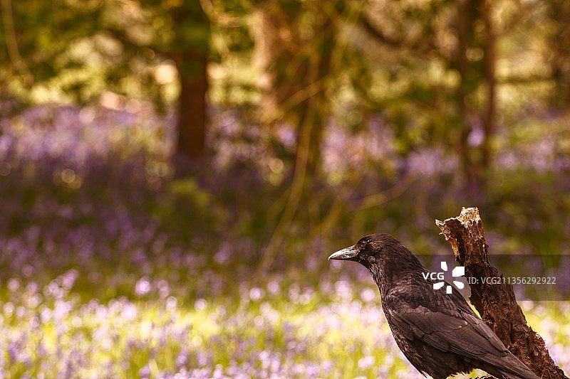 黑乌鸦栖息在树上的特写，英国里士满图片素材