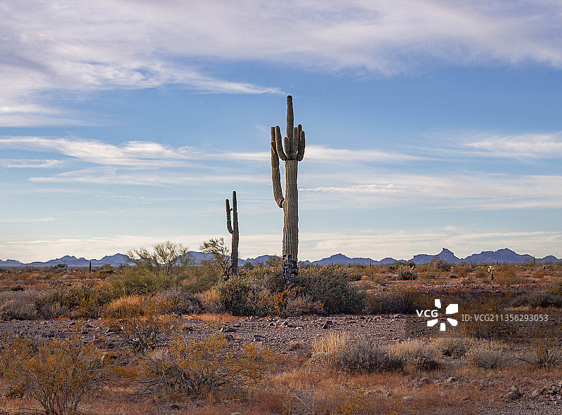 科法国家野生动物保护区田野风光，美国图片素材