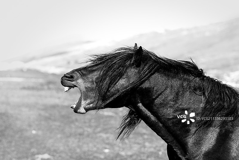 站在田野上的马侧视图图片素材