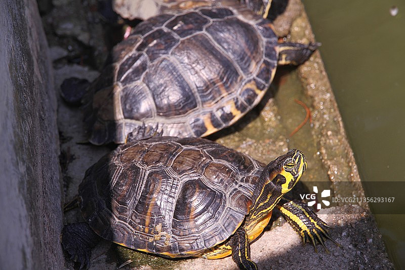 西班牙马德里雷蒂罗公园岩石上的龟壳高角度视图图片素材