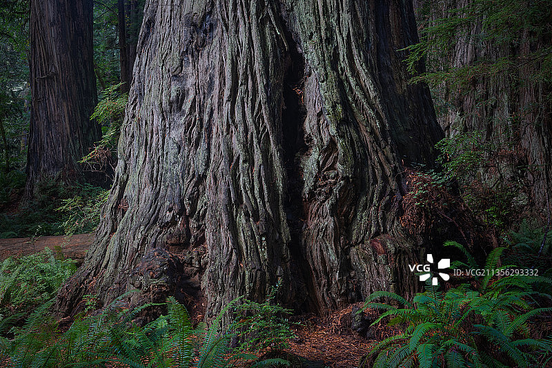 森林中的树木，红杉国家公园和州立公园，加利福尼亚州，美国图片素材