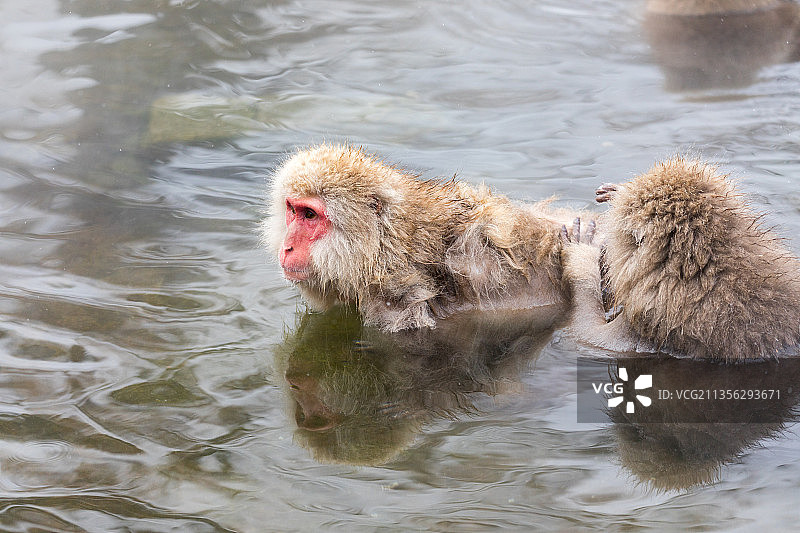 湖中游泳的日本猕猴特写图片素材