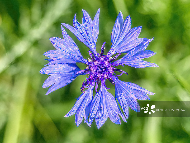 紫色植物特写，施内弗丁根，下萨克森州，德国图片素材