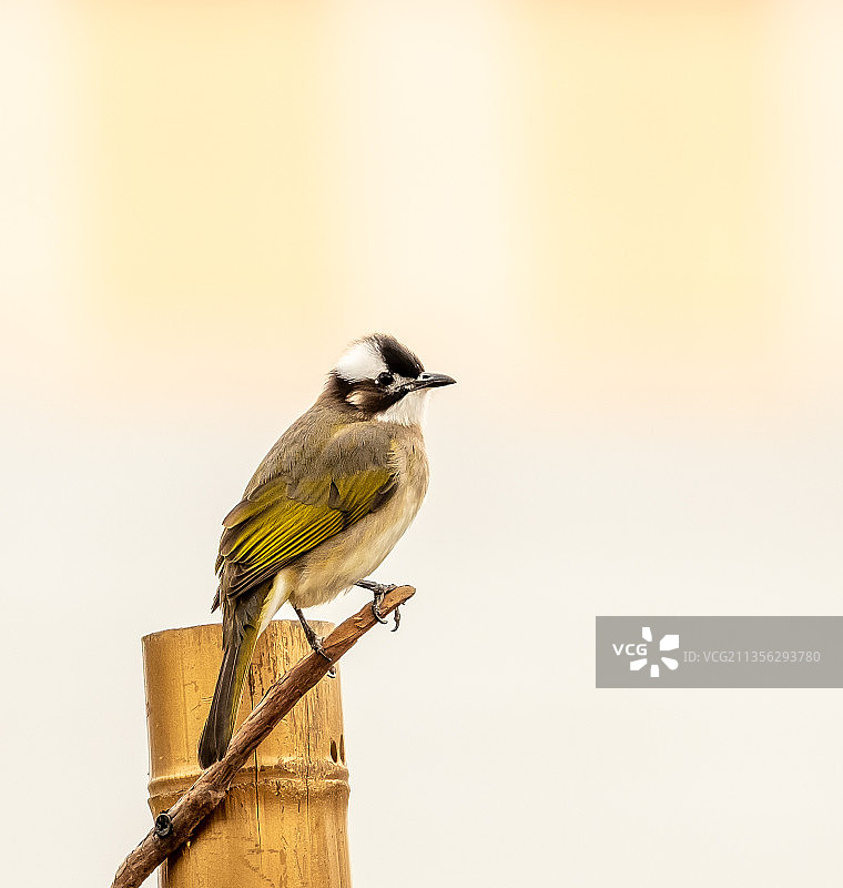 栖息在木头上的鸣禽特写图片素材