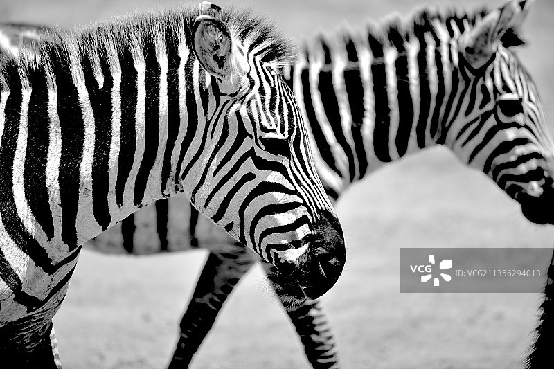 坦桑尼亚恩戈罗恩戈罗火山口原野上布氏斑马的特写图片素材