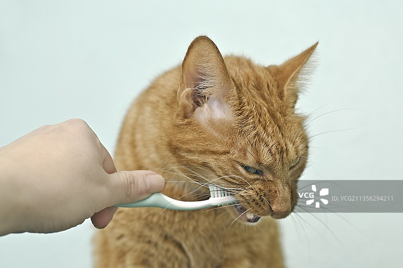 在德国，一个人在白色背景下抱着猫的局部照片图片素材