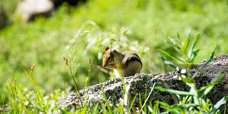 田野上松鼠的特写图片素材