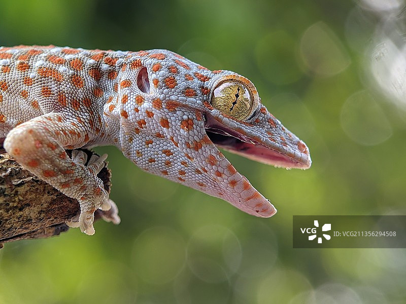 树枝上的壁虎特写图片素材
