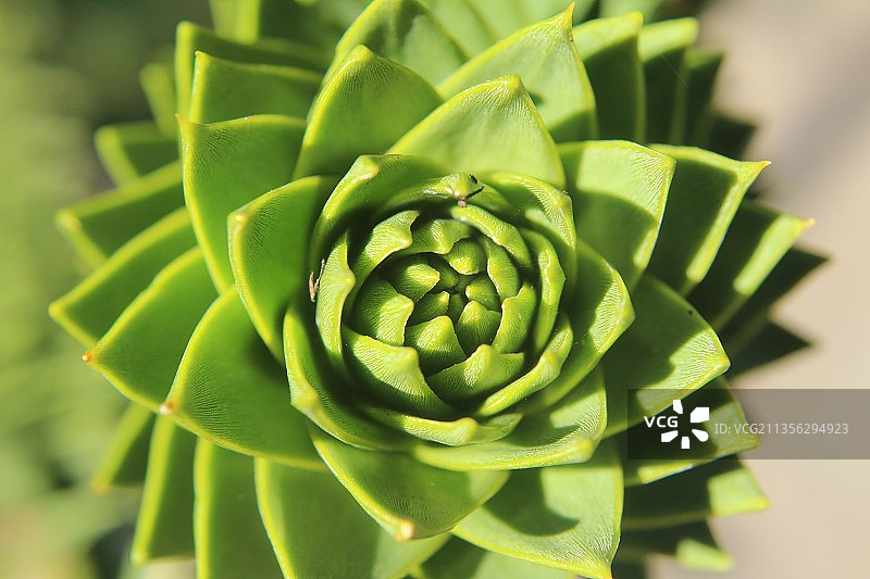 肉质植物的特写图片素材