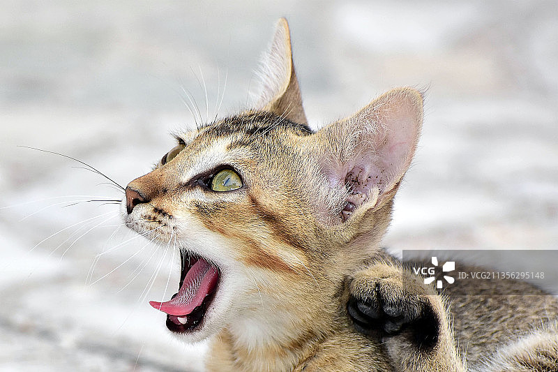 猫看向别处的特写图片素材