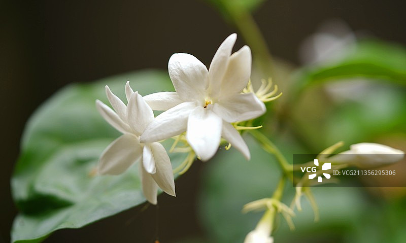 白色开花植物的特写图片素材