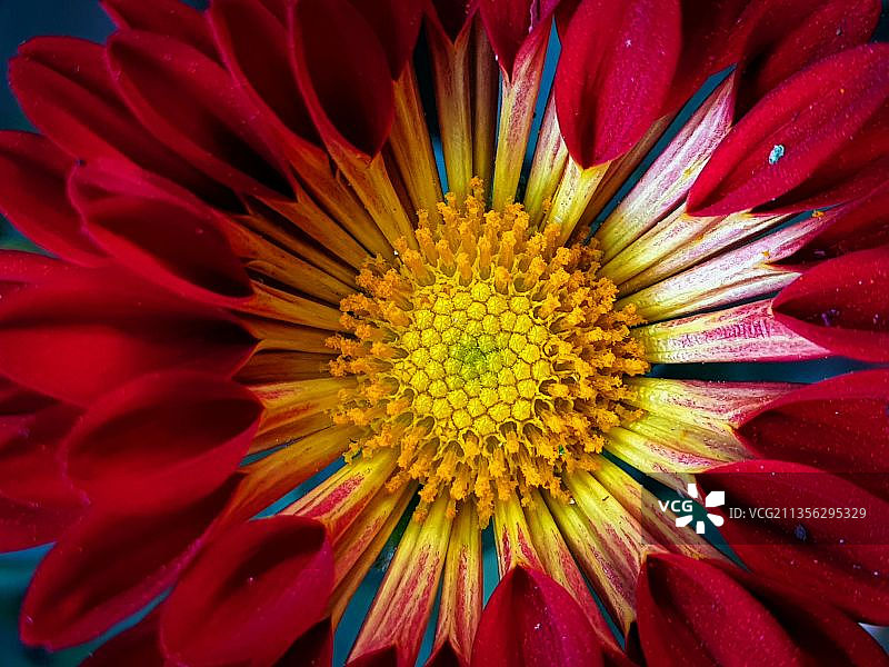 尼泊尔加德满都的红色花朵特写图片素材