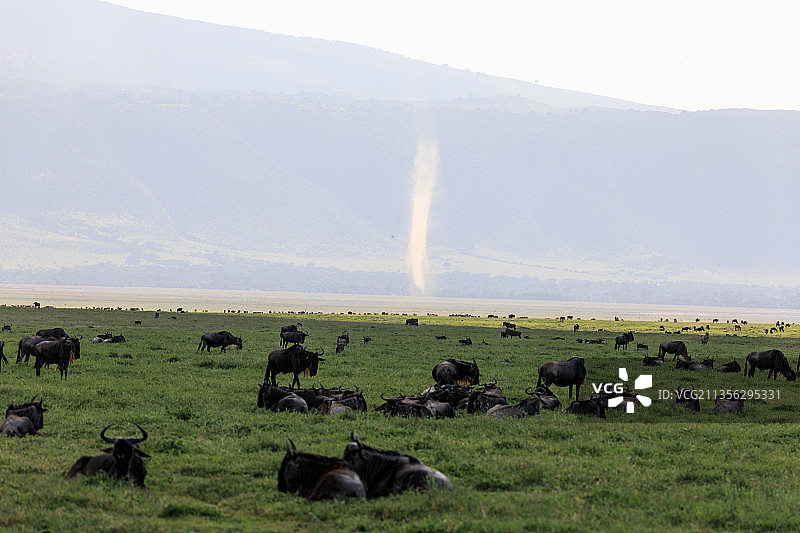 俯瞰奶牛在草地上吃草图片素材