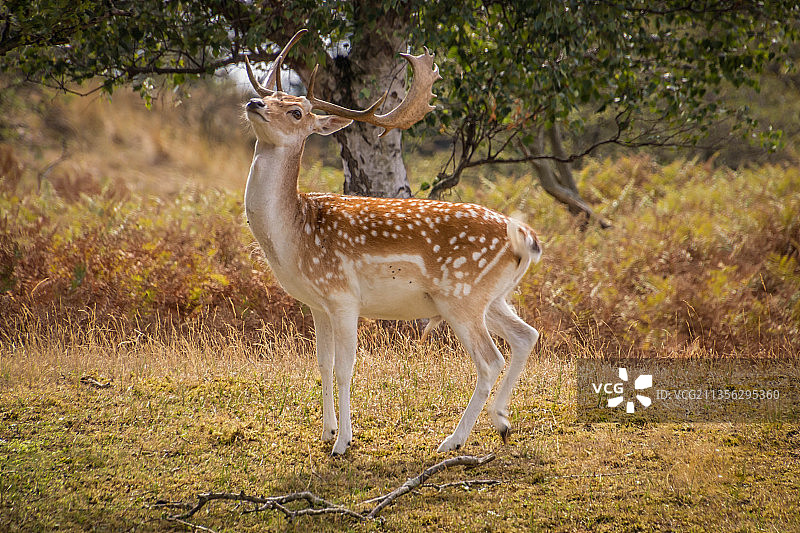 荷兰的轴鹿图片素材