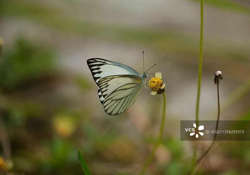 蝴蝶在花上授粉的特写镜头图片素材