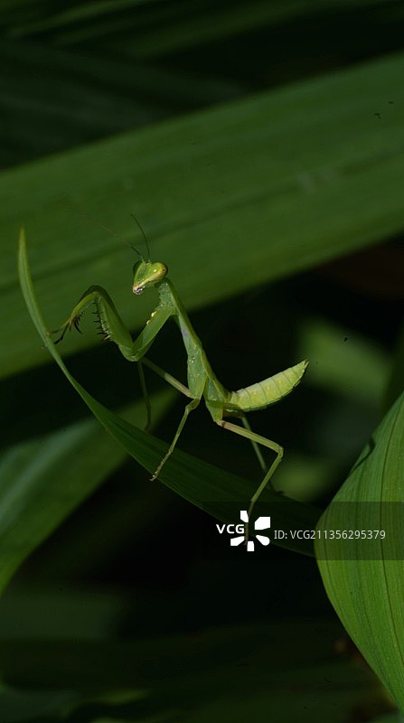 树叶上昆虫的特写镜头图片素材
