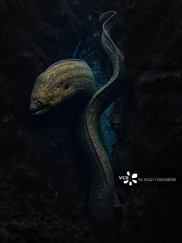 美国鳗鱼的水下照片图片素材