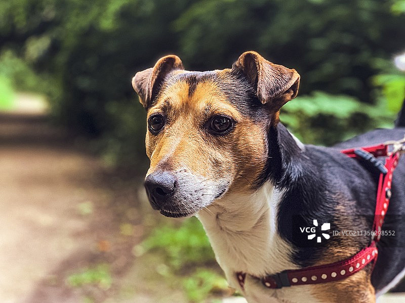 梗犬特写图片素材