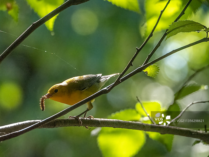 苇莺栖息在树枝上的特写，美国中央公园图片素材