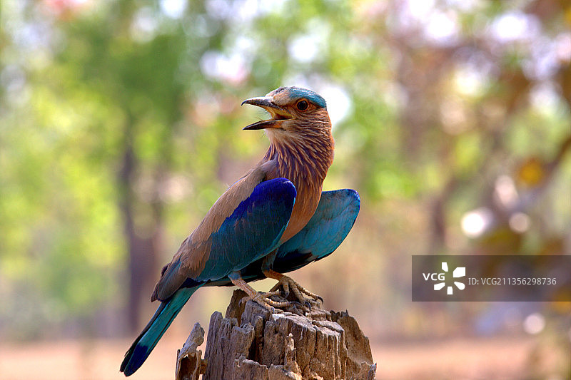 栖息在木头上的鸣禽特写，印度中央邦塔拉图片素材