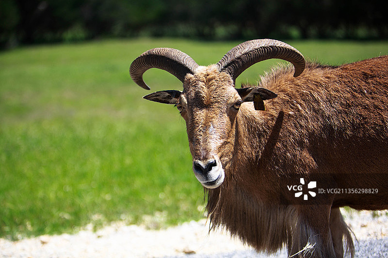 站立在田野上的山羊图片素材