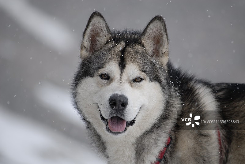 阿拉斯加雪橇犬在白雪覆盖的田野上的肖像图片素材