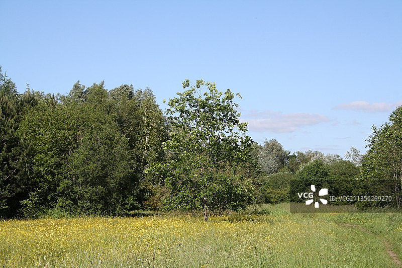 英国威根田野晴空下的树木图片素材