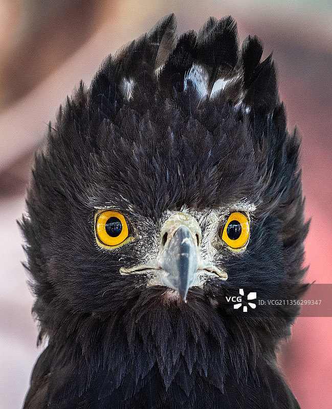 黑色猛禽老鹰的特写图片素材