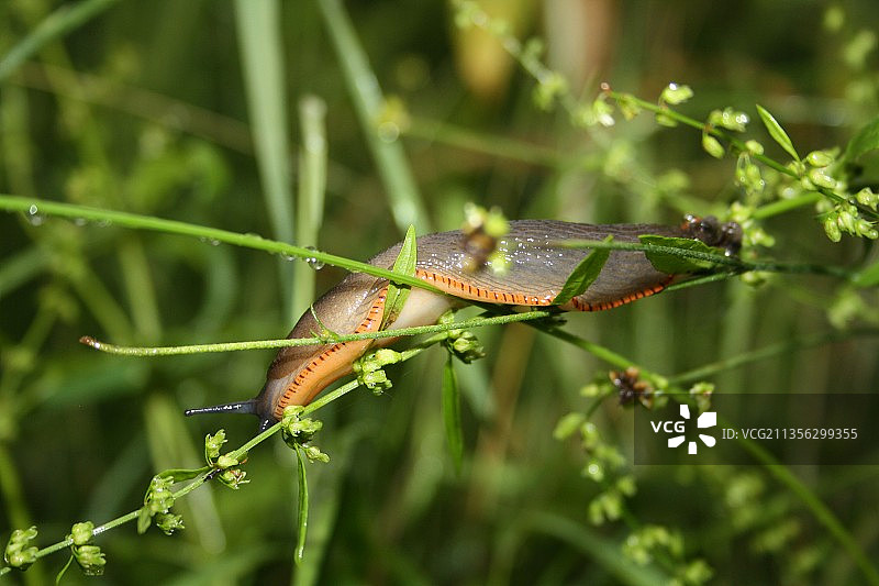 植物上的昆虫特写，英国威根图片素材