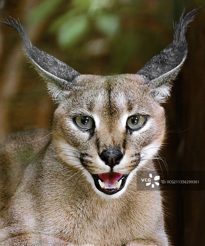 猫的特写肖像图片素材