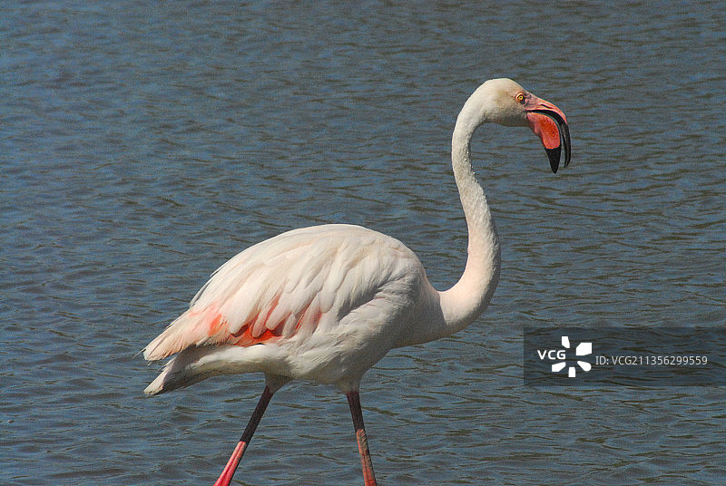 大红鹳的侧面照片，法国图片素材