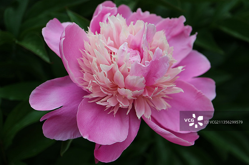 粉色花朵特写，塞尔维亚亚戈迪纳图片素材